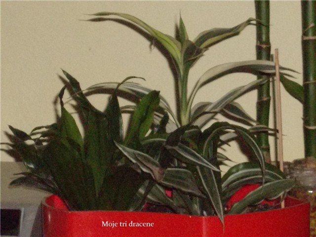 Tri dracene